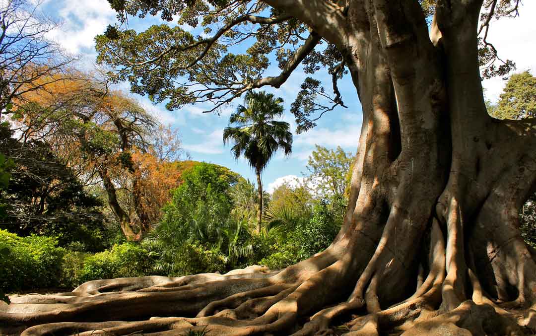 Arderne Gardens